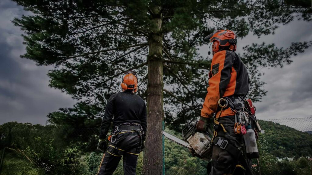 tree cutting services