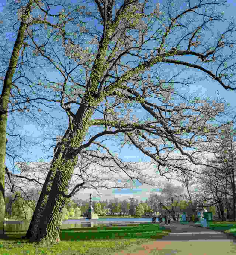 leaning tree arborist brisbane