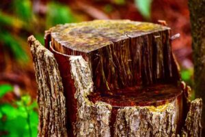 tree stump removal brisbane, Ipswich, Logan