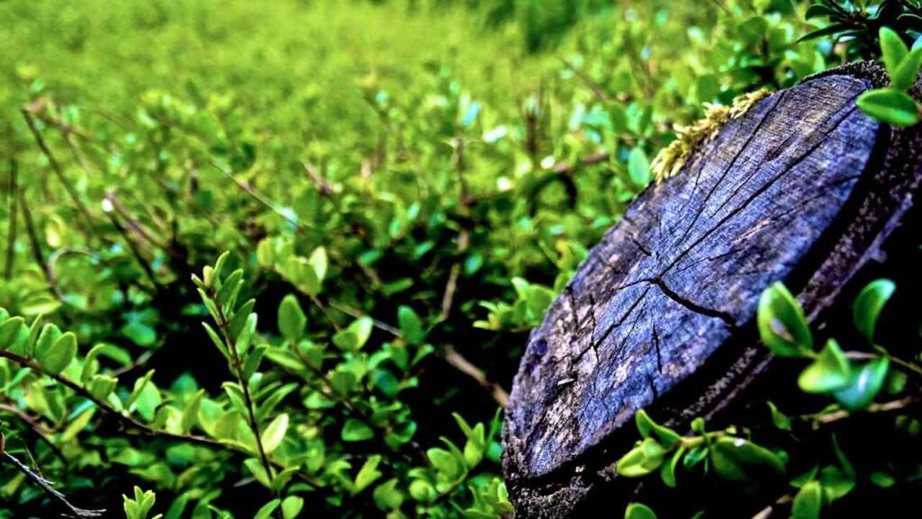 tree stump removal brisbane, Ipswich, Logan