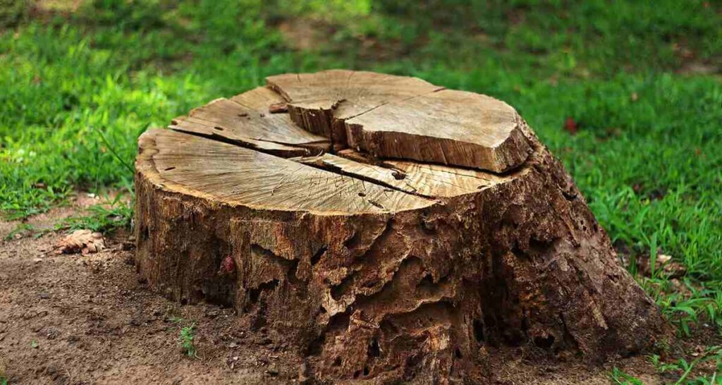 stump and root grinding brisbane