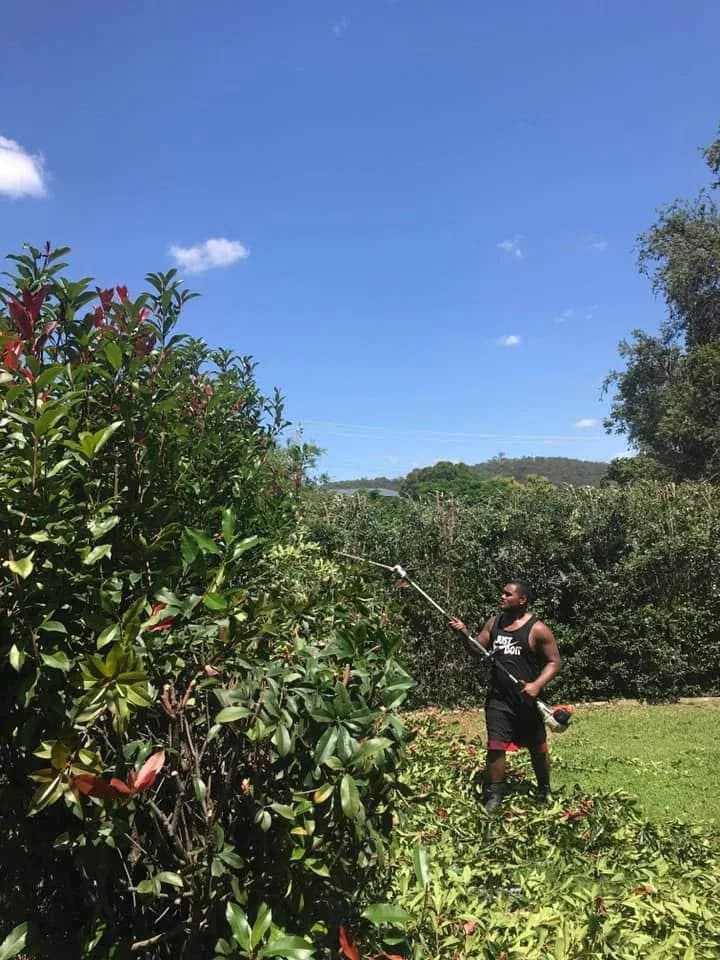 hedge trimming service forestlake