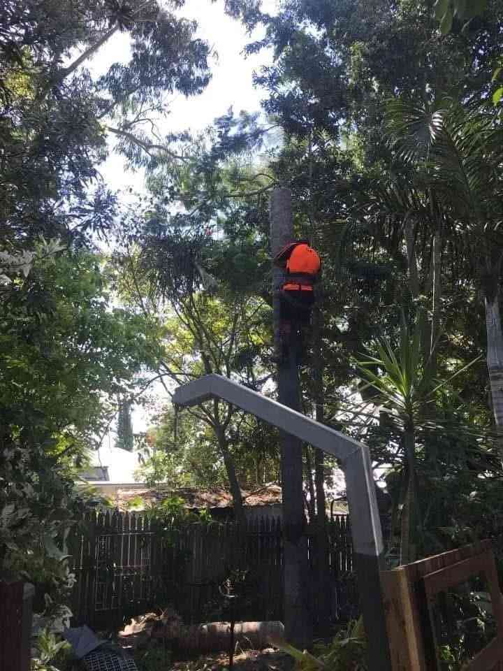 tree cutting service mt gravatt