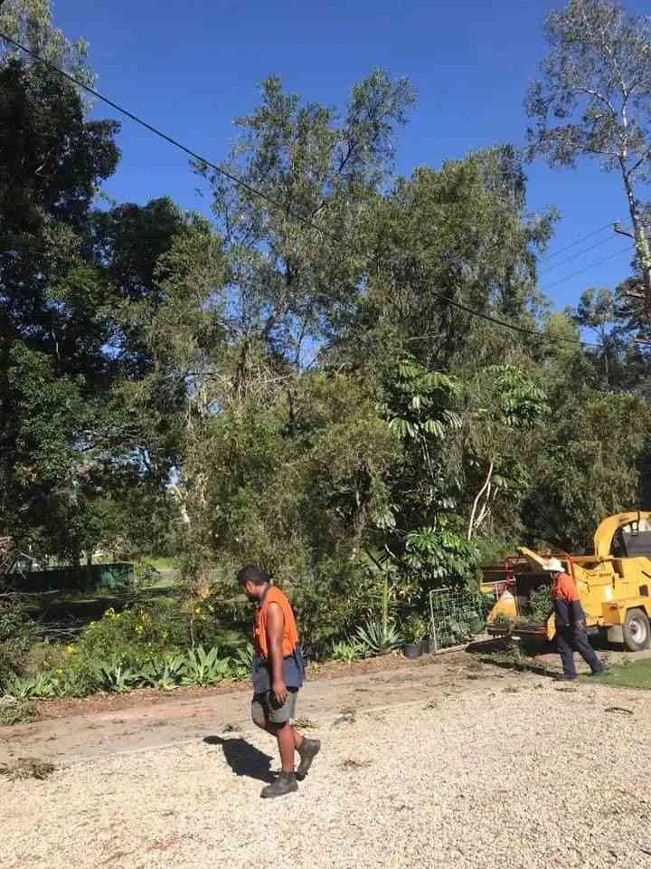 tree lopping ipswich