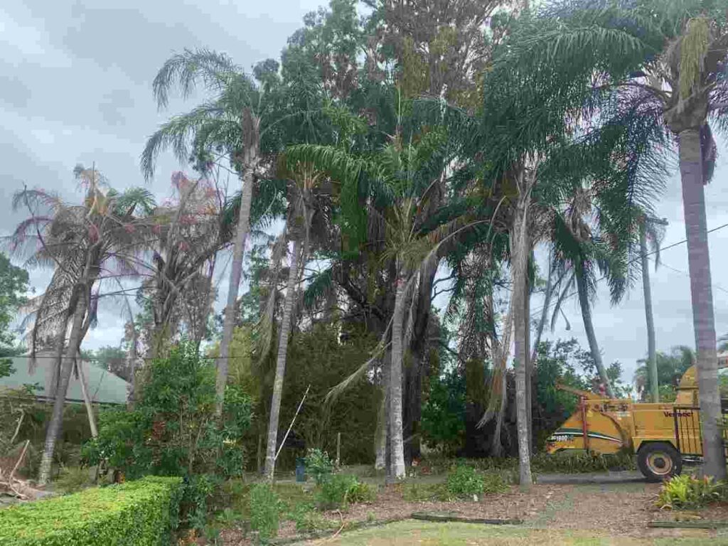 tree removal in springfield brisbane