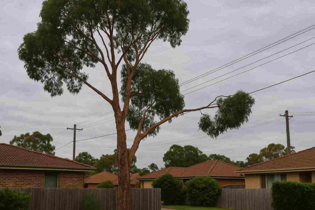 tree lopping in ipswich